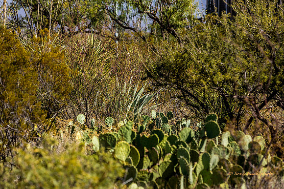Panther Junction Garden-5451