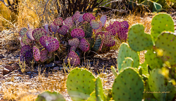 Panther Junction Garden-5453-3