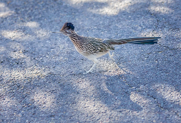 Big Bend National Park -  Rio Grande Village 2k-5517