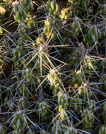 Big Bend National Park -  Rio Grande Village trail 2k-5576