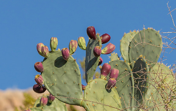 Big Bend National Park -  Rio Grande Village trail 2k-5588