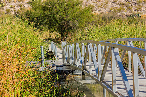 2020.11.17 --  Big Bend -- Rio Grande Village -5526