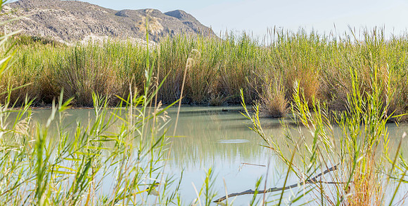 2020.11.17 --  Big Bend -- Rio Grande Village -5529
