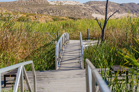 2020.11.17 --  Big Bend -- Rio Grande Village a-5518