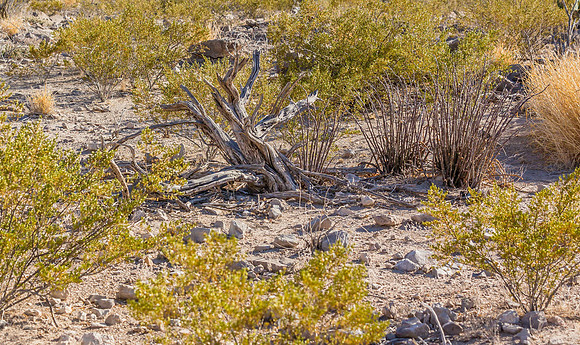 2020.11.17 --  Big Bend -- Rio Grande Village a-5537
