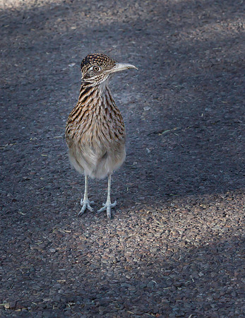 2020.11.17 --  Big Bend -- Rio Grande Village-5503