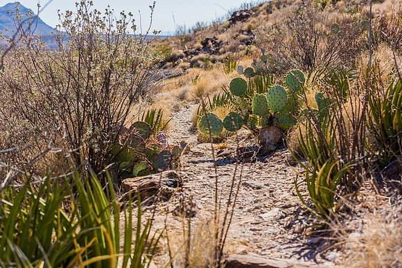 2020.11.18 -- Big Bend -- Santa Elena Pass trek-5725