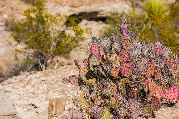 2020.11.18 -- Big Bend -- Santa Elena Pass trek-5739