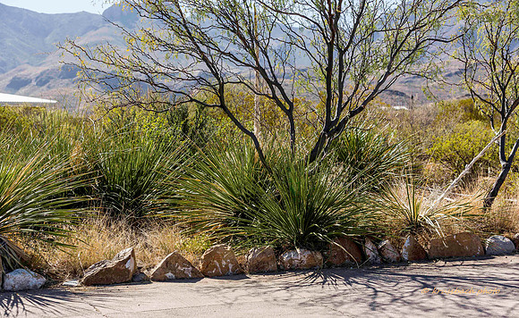 Panther Junction Garden-5436