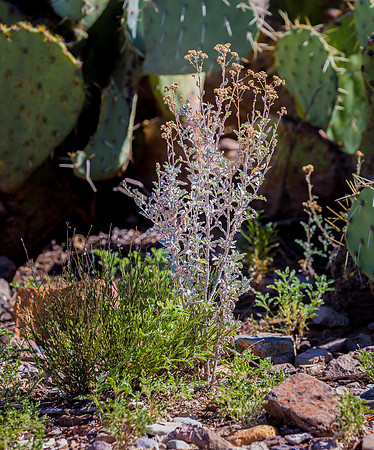 2020.11.16  Big Bend Nat'l Park 26-5454