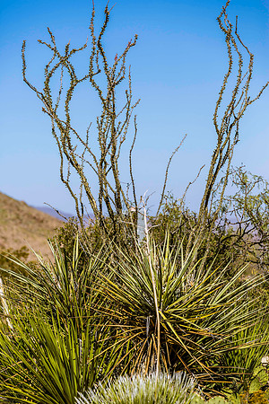 2020.11.16  Big Bend Nat'l Park 26-5456