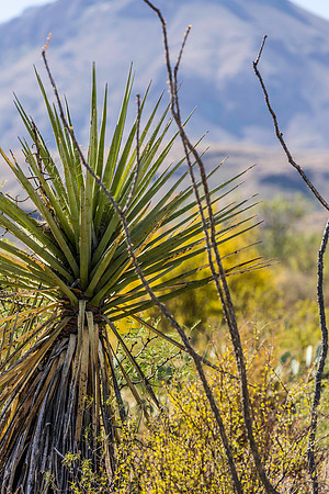 2020.11.16  Big Bend Nat'l Park 26-5457