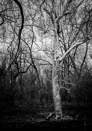 2021.12.25  Old Alton Bridge - Ghost Tree-7766